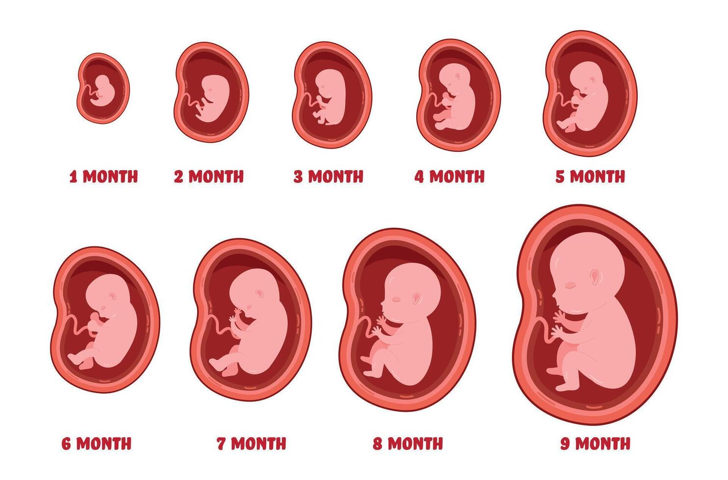 Pregnancy stages. Fetal foetus development process, human embryo growth for nine months vector