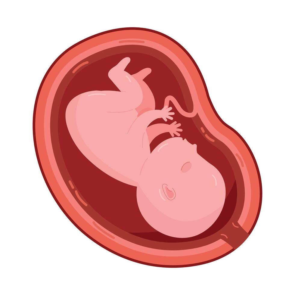 Fetal foetus development process, embryo. Baby in the womb. graphics vector