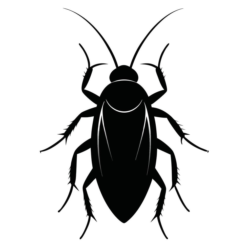 cockroach illustration on white background vector