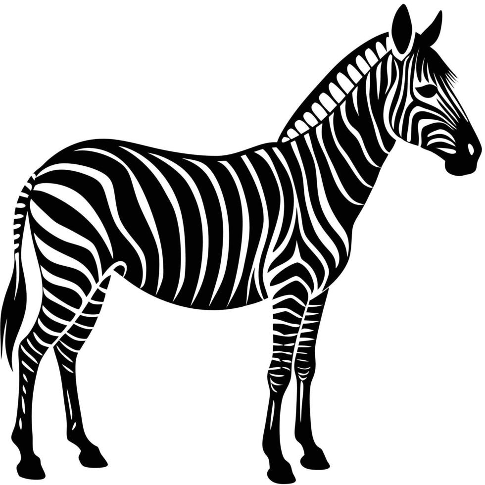 a zebra is standing in front of a white background vector