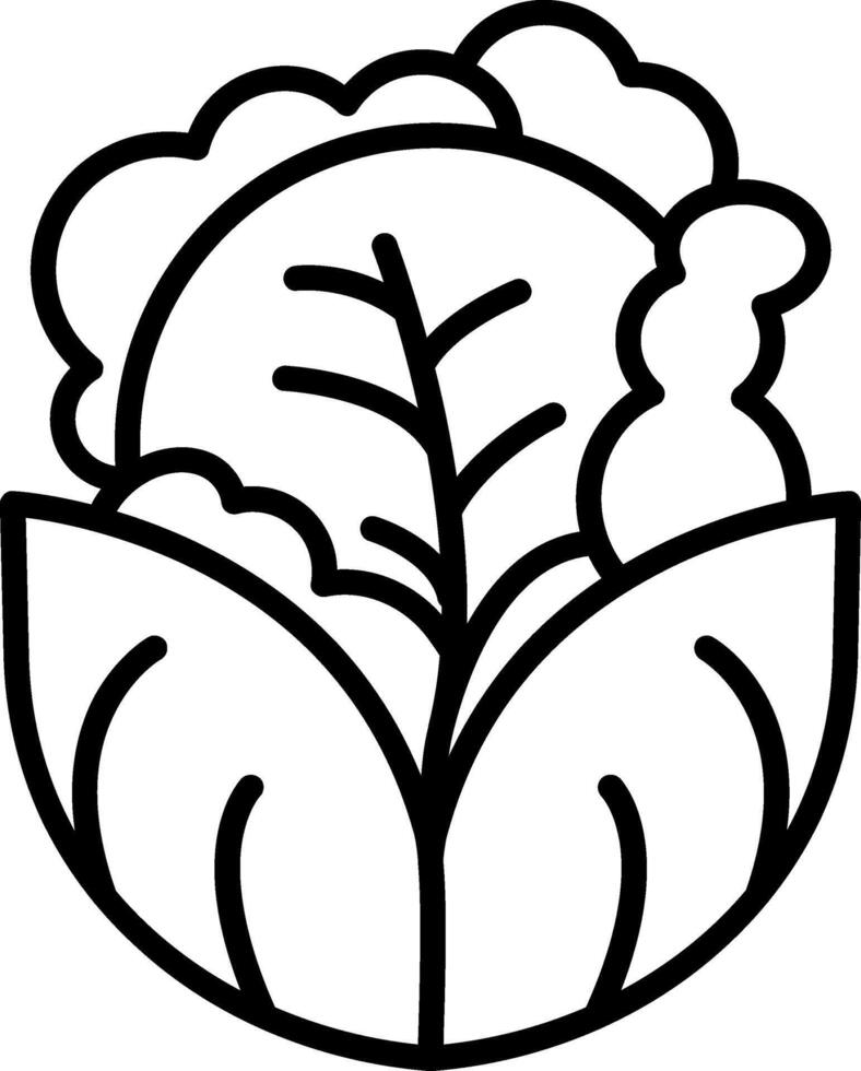 Cabbage Line Icon vector