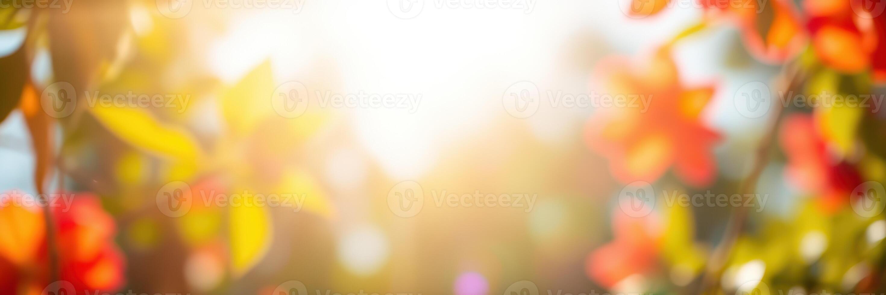 Bright sunlight filtering through colorful flowers in a vibrant garden during early summer photo