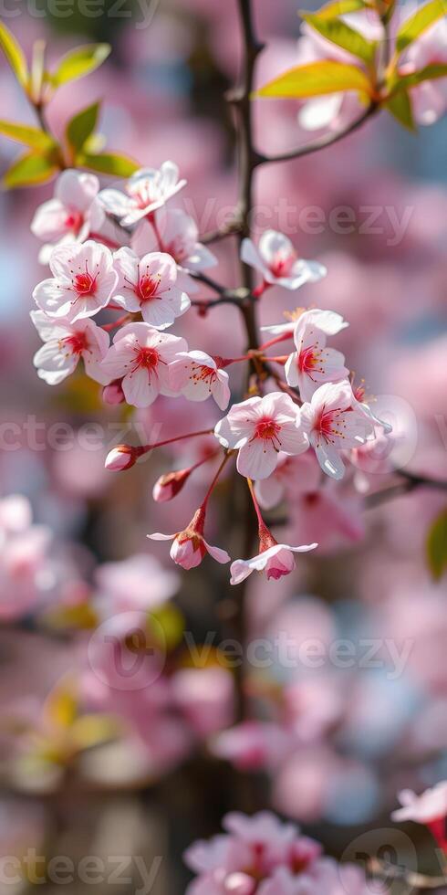 Blooming cherry blossom branches displayed against a soft pink background during springtime photo