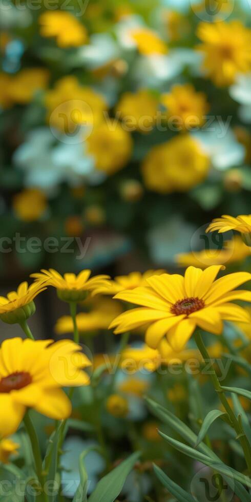 Bright yellow flowers blooming in a garden filled with colorful blossoms during late spring photo