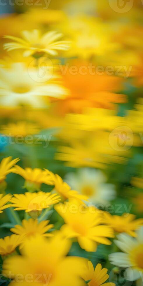 Vibrant garden filled with colorful yellow daisies in soft focus during a sunny afternoon photo