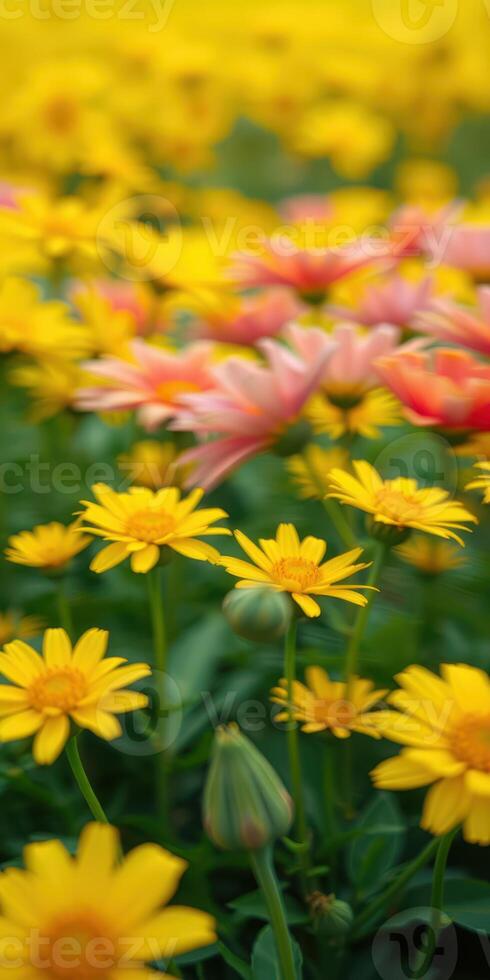 Vibrant yellow and pink flowers blooming in a sunny garden during spring season photo