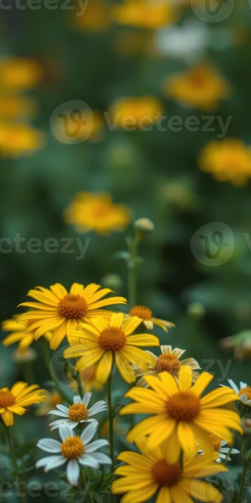 Bright yellow flowers bloom in a lush garden during spring, adding color to the scenery photo