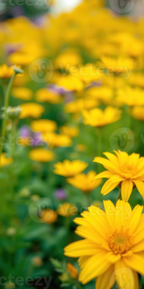 Colorful field of blooming yellow flowers during sunny spring day in a garden photo