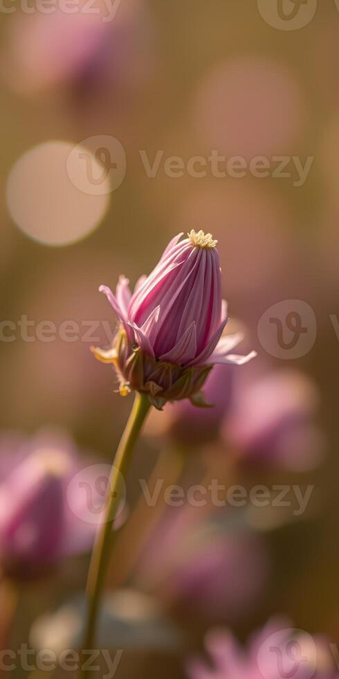 Close-up of a delicate purple flower bud in soft sunlight during the golden hour capturing nature's beauty photo