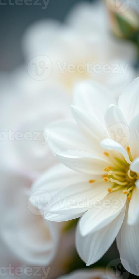 White flowers bloom softly, showcasing delicate petals and vibrant yellow centers in a tranquil setting photo
