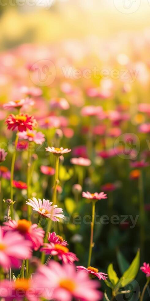 Colorful wildflowers bloom in a vibrant garden during the golden hour of the day photo