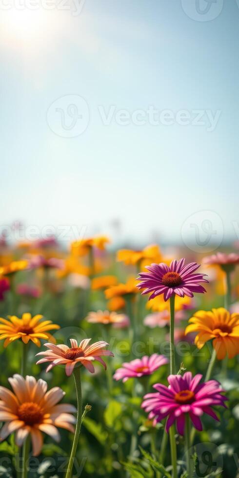 Colorful wildflowers bloom in a sunny field, creating a vibrant natural landscape photo