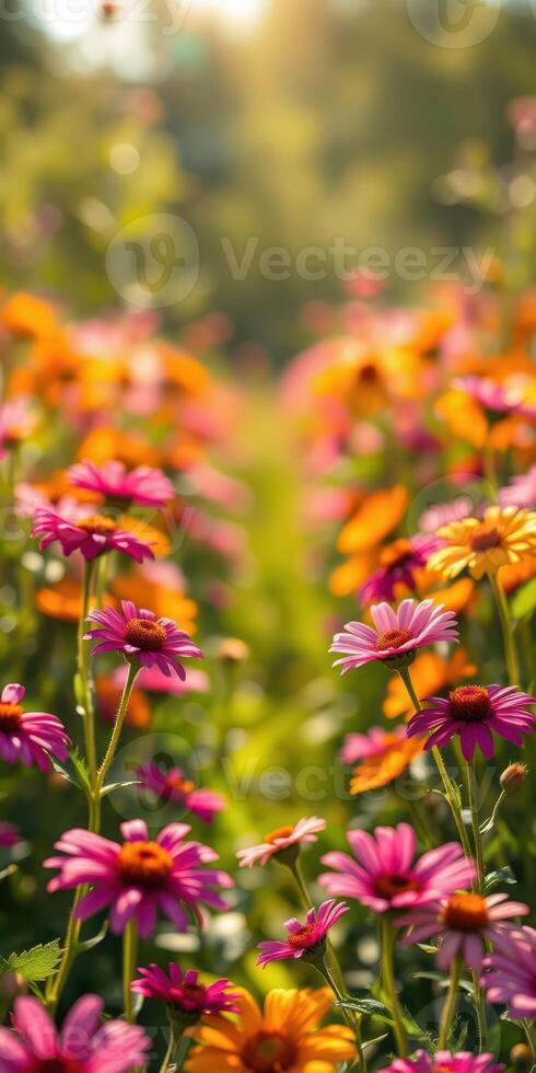 Vibrant summer flowers bloom in a sunny field, showcasing colorful petals and lush greenery photo