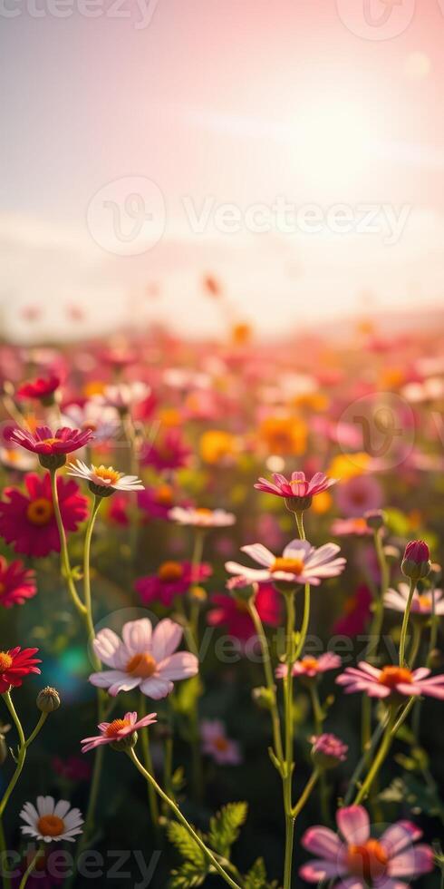 Vibrant flower field at sunset showcasing a variety of blossoms and colors in a serene outdoor setting photo