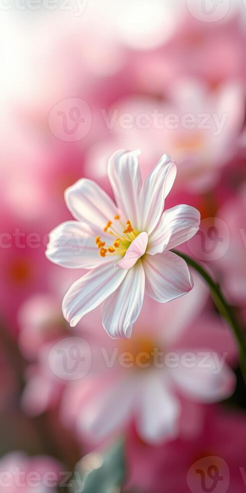 Delicate white flower with yellow center blooming against a soft pink background in a sunlit garden during spring photo