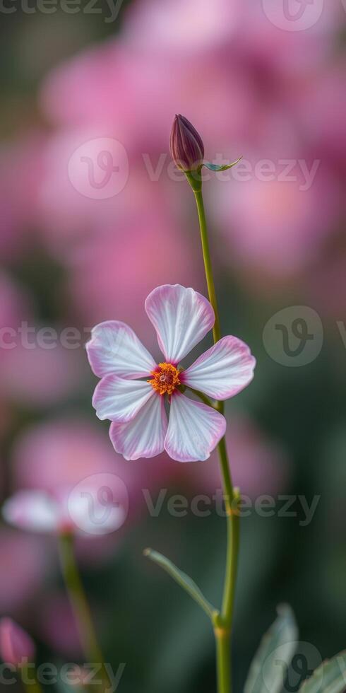 Close-up of a delicate pink flower surrounded by vibrant blooms during spring photo