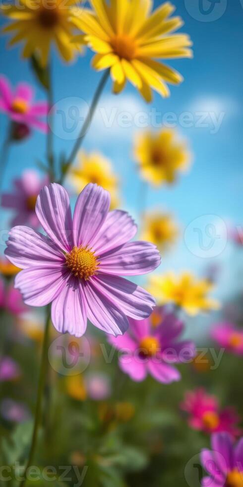 Vibrant wildflowers bloom under a clear blue sky in a sunny meadow during springtime photo