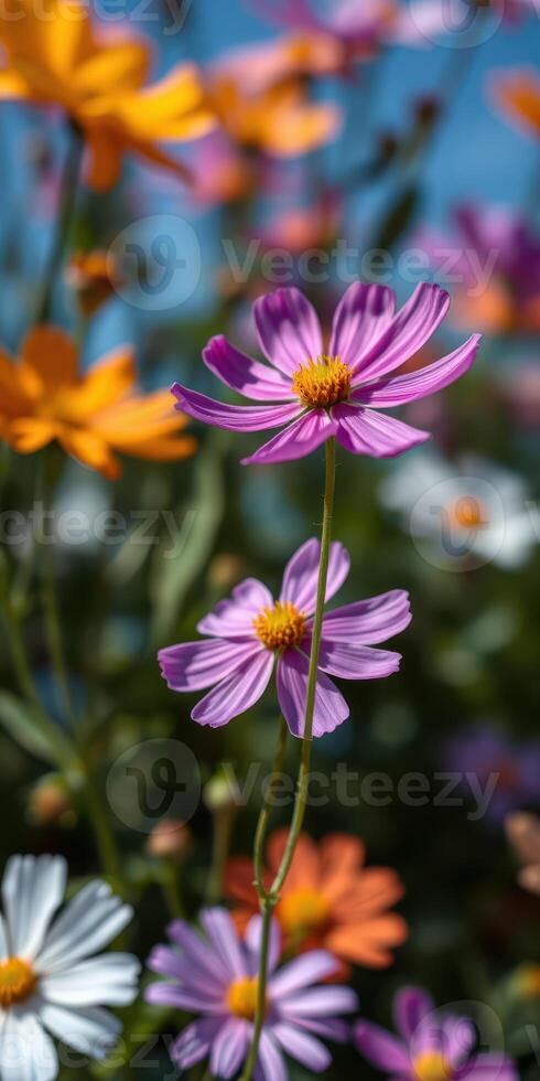 Colorful flowers bloom under a bright sky in a vibrant garden during the warm afternoon photo