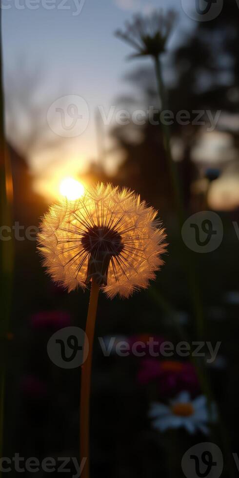 Dandelion silhouette against a vibrant sunset in a tranquil garden setting photo