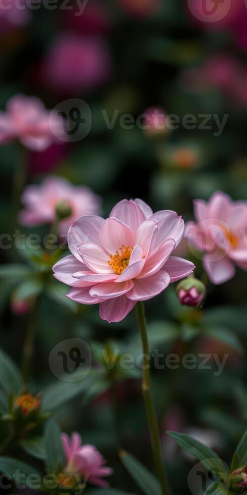 Delicate pink flowers bloom beautifully in a garden during late spring, surrounded by vibrant green foliage and soft lighting photo
