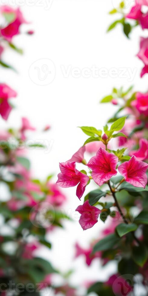 Vibrant pink flowers bloom beautifully in a lush garden during a sunny day photo