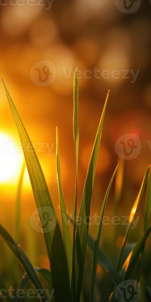 Sunlight streams through blades of grass at dusk creating a warm, golden atmosphere in a natural setting photo