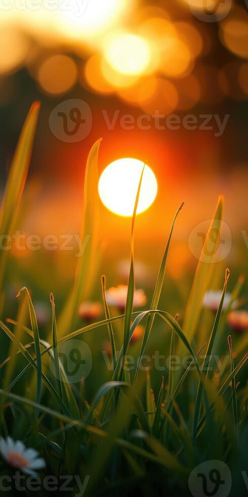 Sunsets capture serene beauty as golden light filters through grass and flowers at dusk photo