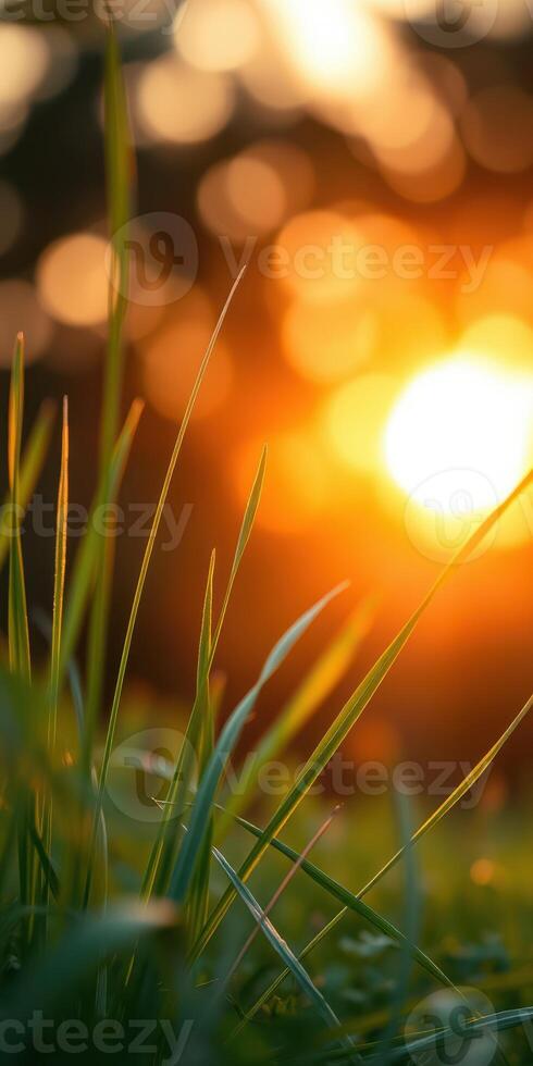 Golden sunlight filters through green grass blades creating a tranquil evening atmosphere in a natural setting photo