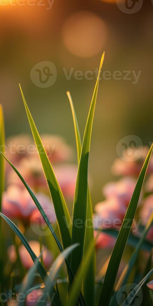Close-up view of green grass blades against a backdrop of soft pink flowers at sunset photo