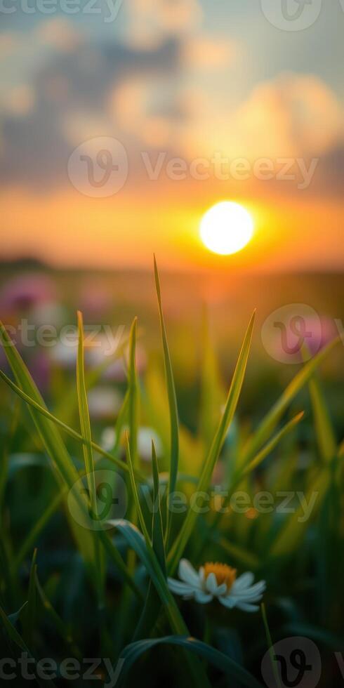 Beautiful sunset over a vibrant field with wildflowers and tall grass in a serene rural landscape photo