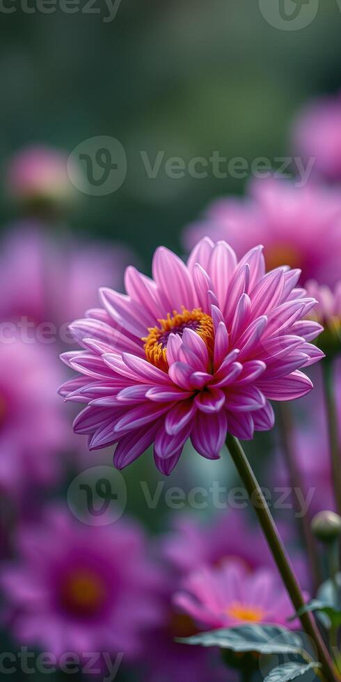 Beautiful pink flower blooms in a garden filled with vibrant blossoms during sunny afternoon photo