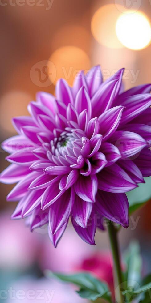 Purple dahlia blossoms under soft lighting in a tranquil garden setting emphasizing details and vibrant colors photo