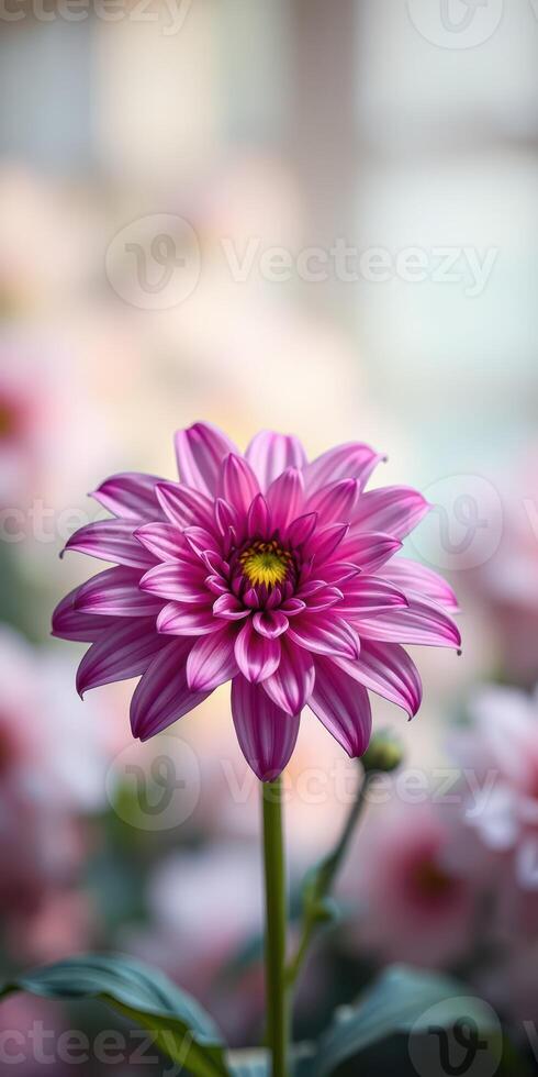Beautiful pink flower blooms in a soft focus environment filled with delicate pastel colors during springtime photo