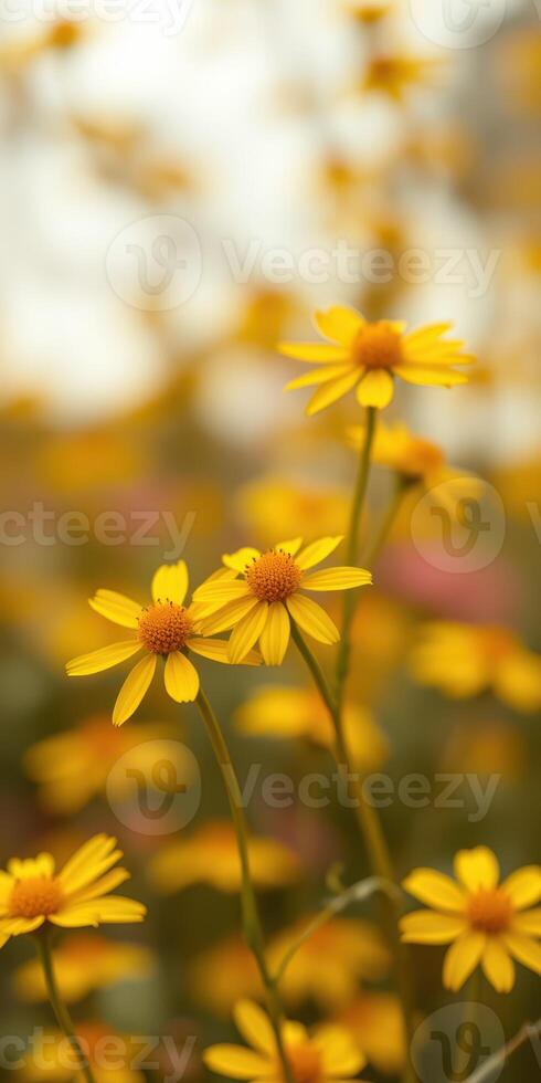 Bright yellow flowers bloom in a sunny garden during springtime, creating a cheerful landscape filled with color and life photo