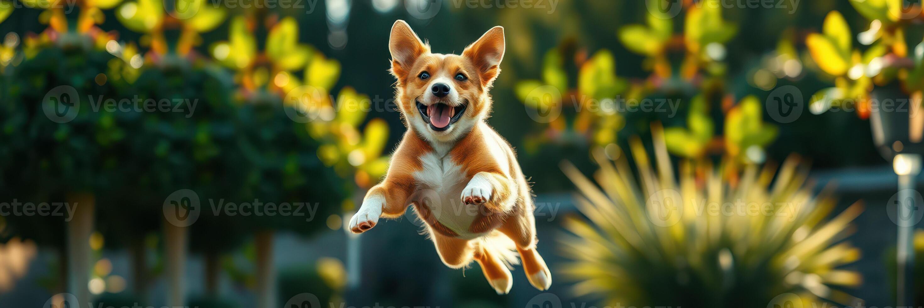 Happy corgi leaps joyfully in a lush garden surrounded by vibrant greenery on a sunny day photo