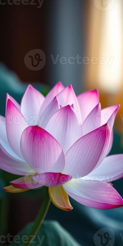 Lotus flower in full bloom showcasing delicate petals with shades of pink and white surrounded by green leaves in a serene environment photo