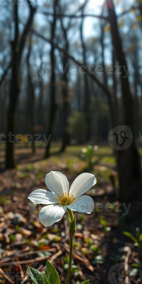 White wildflower blooms among green foliage in a tranquil forest during springtime photo