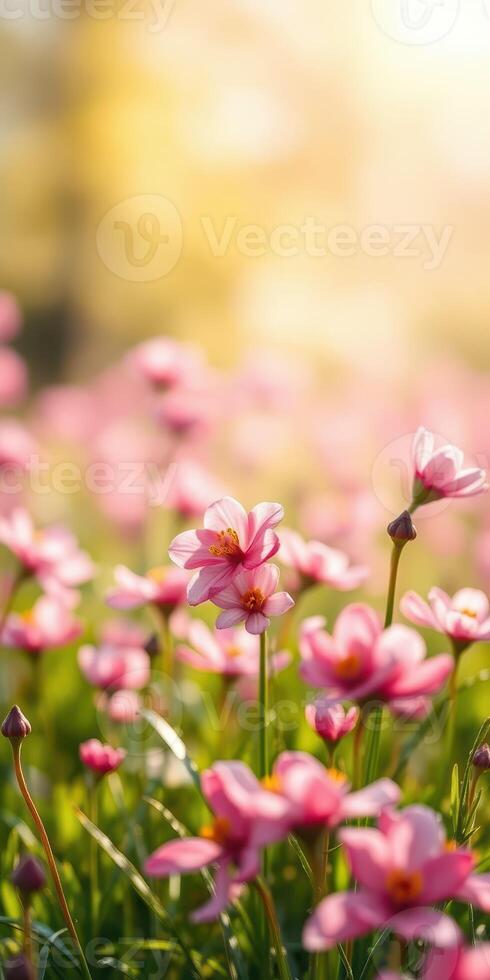 Vibrant pink flowers blossom in the warm sunlight of early spring in a serene natural setting photo