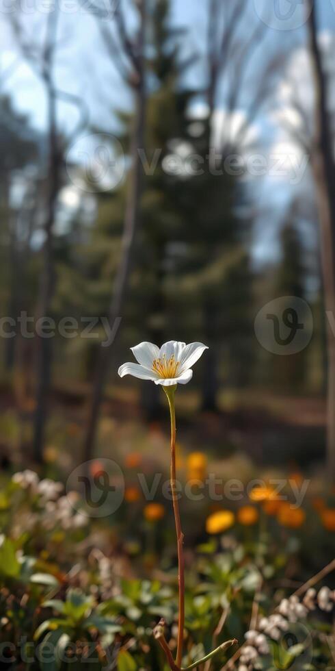 Beautiful white flower blooming in a forest clearing surrounded by greenery in early spring sunlight photo