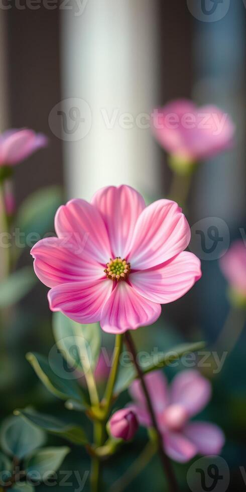 Pink flower blooms in a garden with soft focus on surrounding petals in morning light photo
