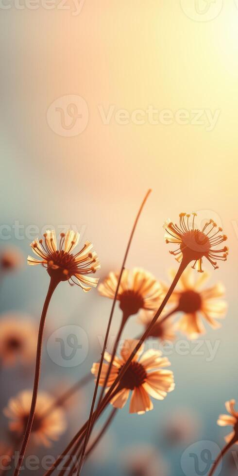 Delicate flowers bask in warm sunlight with a soft blue background during golden hour photo