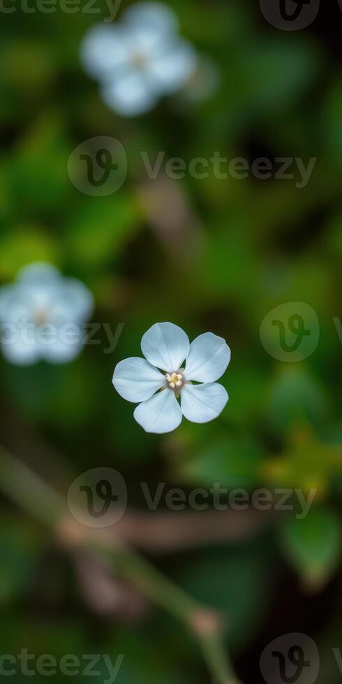 Delicate white flower blooming among lush green vegetation in a serene garden setting during daylight hours photo