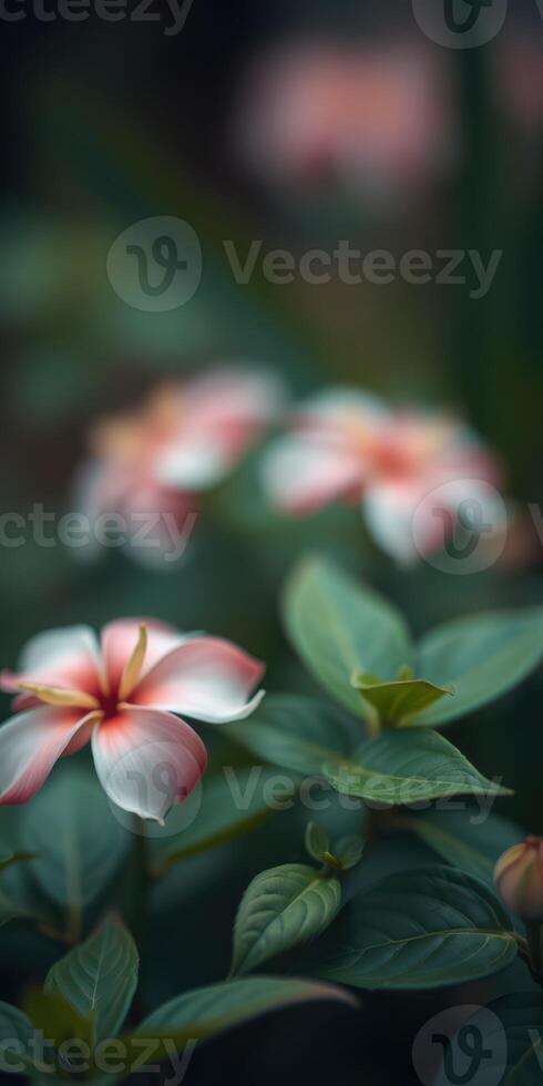 Beautiful tropical flowers blooming in a lush garden during a serene afternoon photo