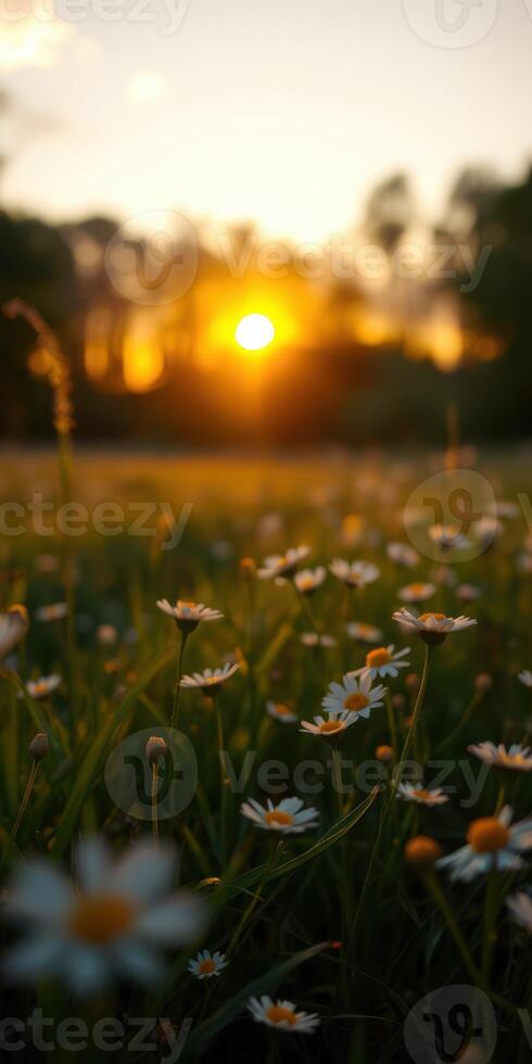 Sunset over a field of daisies with soft golden light illuminating the blooming flowers photo