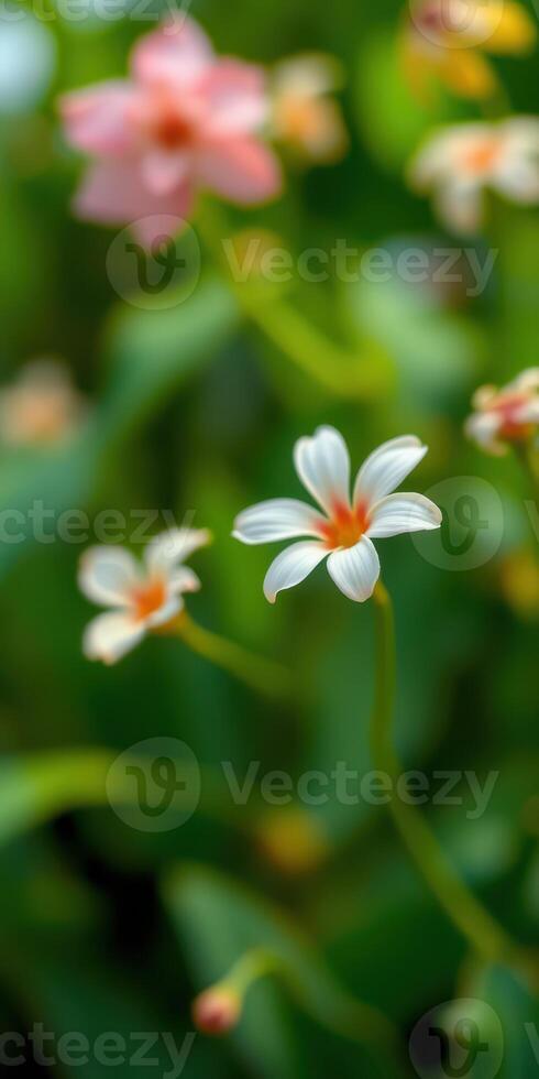 Delicate white flowers bloom among vibrant green foliage in a sunny garden setting during springtime photo