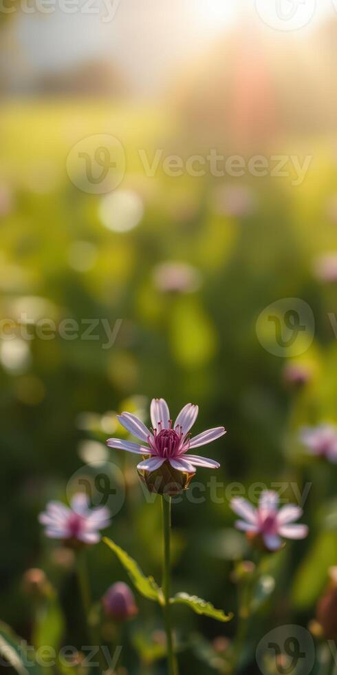 Beautiful wildflower blooms under warm sunlight in a lush green meadow during springtime photo