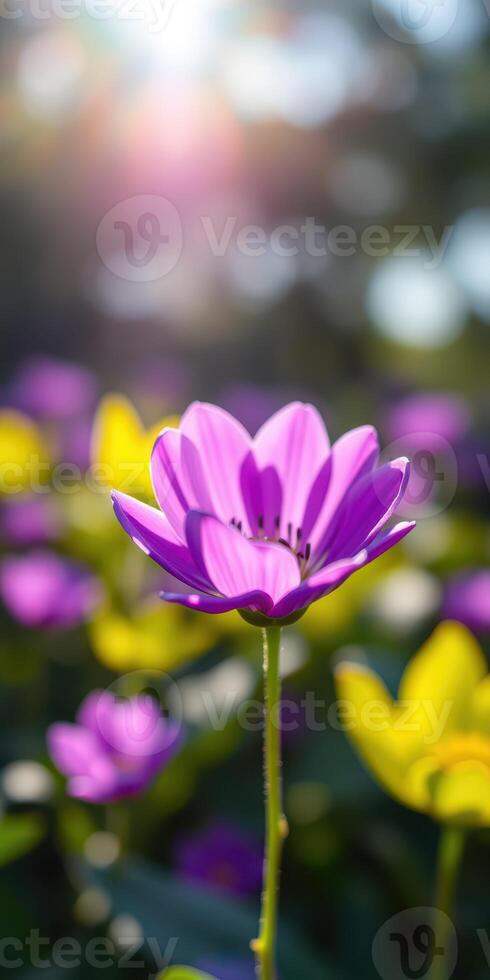 Colorful purple flower blooming in a vibrant garden during golden hour photo