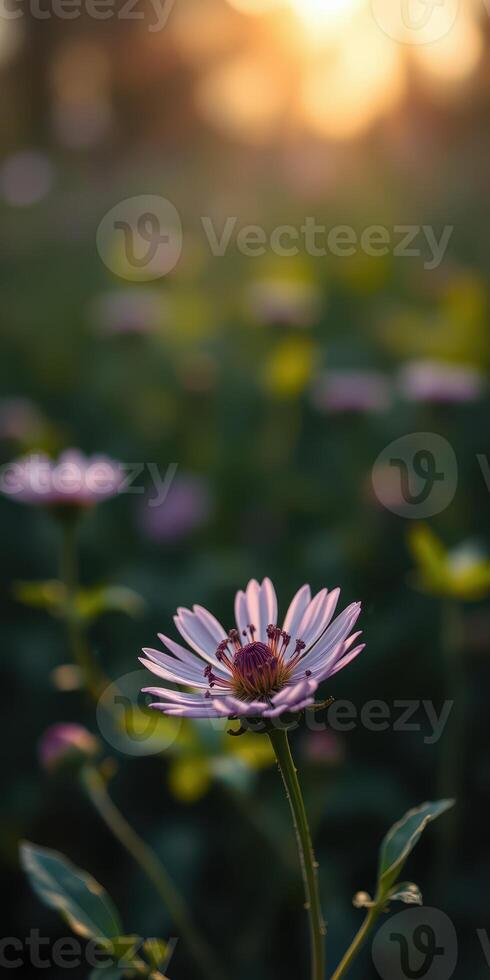 Beautiful flower blooming in the sunrise with a soft focus on a field of greenery and light photo
