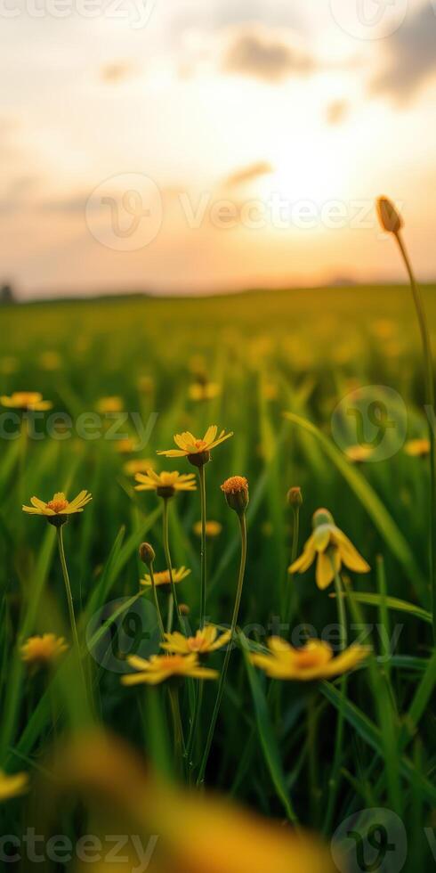 Bright yellow flowers bloom in a lush green field during a serene sunset in the countryside photo