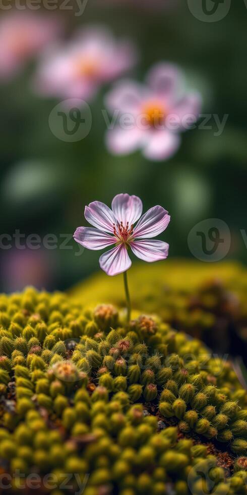 Delicate pink flower blooming on vibrant green moss in a tranquil forest setting at dawn photo